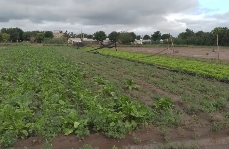 Devastación: reportaron un 40% de pérdidas en una importante zona productora de verduras