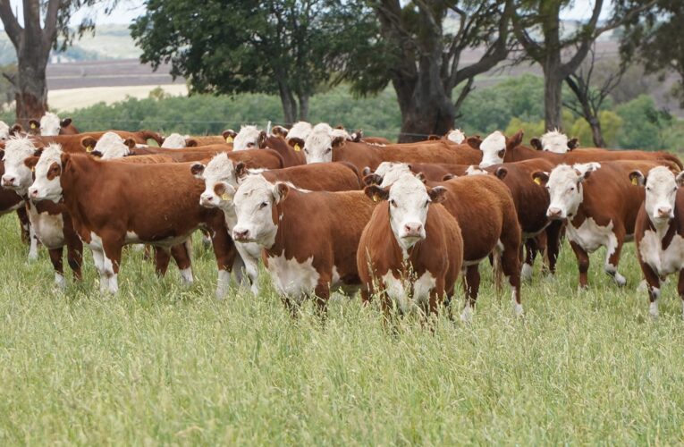 Senasa: fuerte flexibilización para inscribir alimentos para animales y en un registro de importados