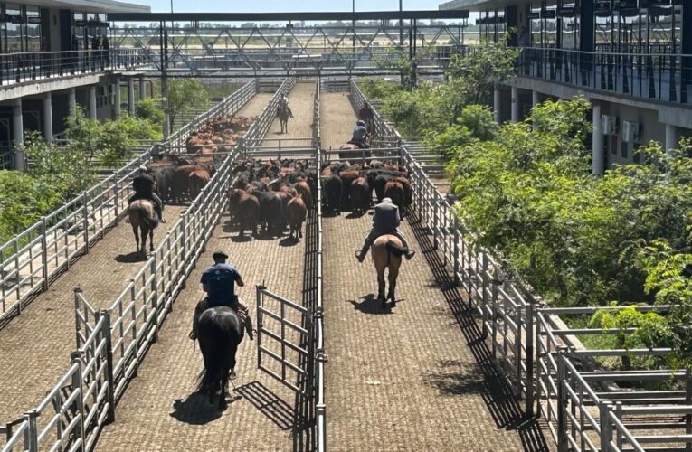 Vacunos: demanda tranquila y precios en baja en el Mercado Agroganadero de Cañuelas