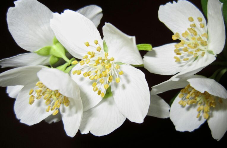 La flor blanca que adorna la casa, es más fácil de mantener que el jazmín y tiene un perfume más intenso