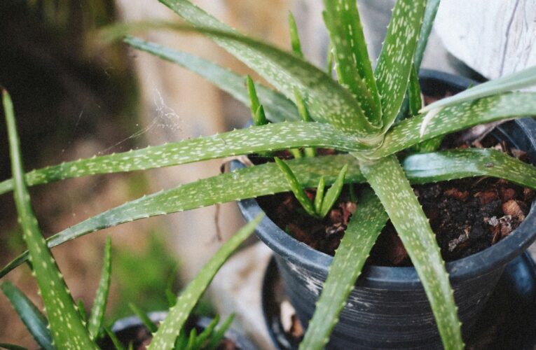 Dónde poner una planta de aloe vera en el hogar para que atraiga la buena suerte