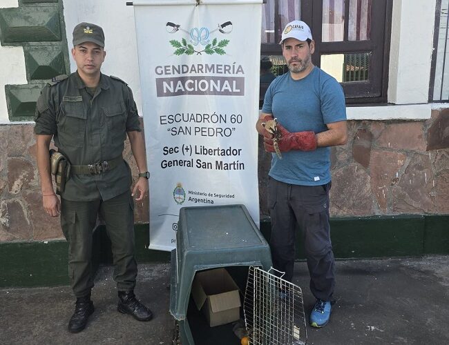 Rescatan animales: Continúa la lucha contra el tráfico ilegal y el mascotismo de fauna silvestre