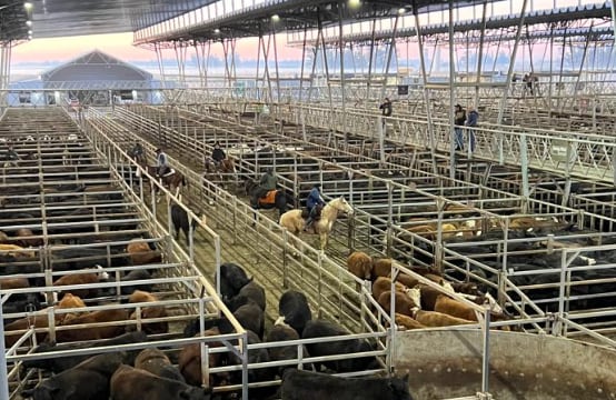 Vacunos: valores con altibajos en el comienzo la semana en el Mercado Agroganadero de Cañuelas