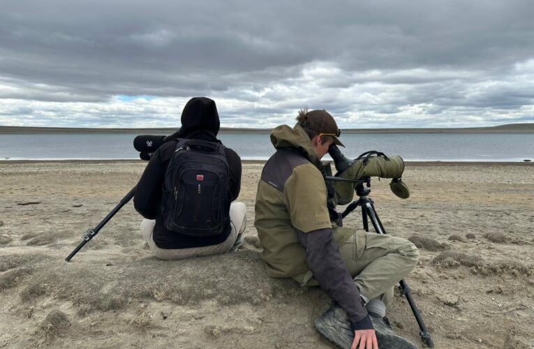 Hay menos de 1000: un acuerdo de “convivencia” permitirá proteger a una de las aves más amenazadas